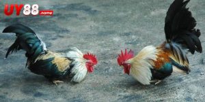 Đá Gà Peru – Khám Phá Trường Đấu Và Kèo Cược Hấp Dẫn Nhất