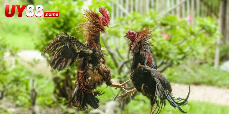 Bản đồ một cặp Shamo trên sảnh trực tiếp UY88
