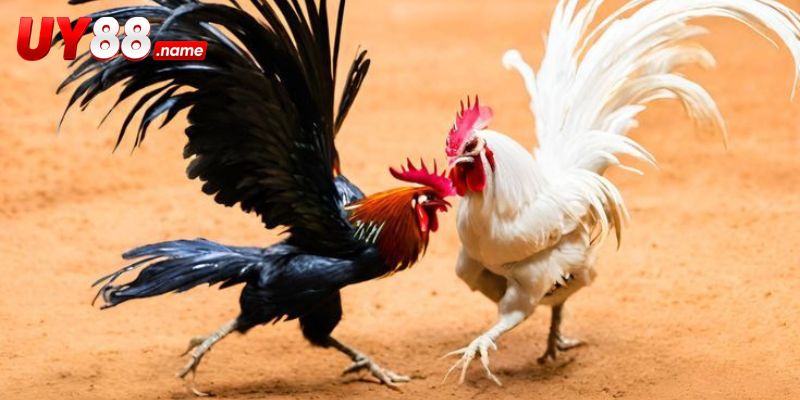 Sức hút riêng của những trận đá gà Thomo trực tuyến