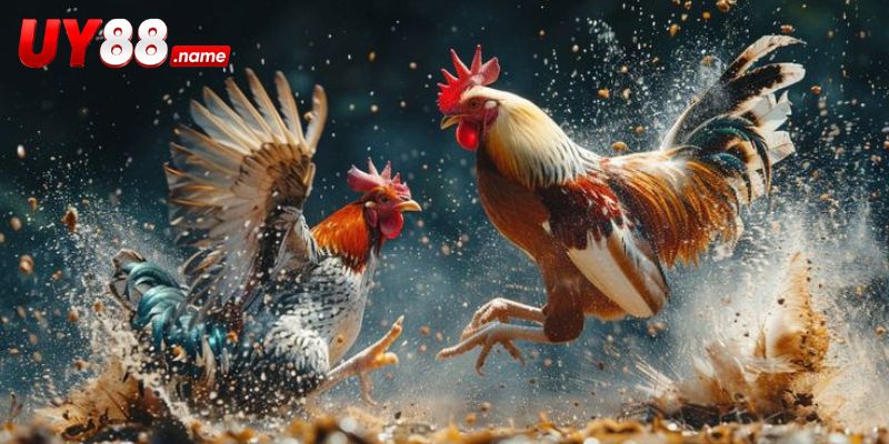 UY88 phát trực tiếp đá gà Thomo với hình ảnh rõ nét