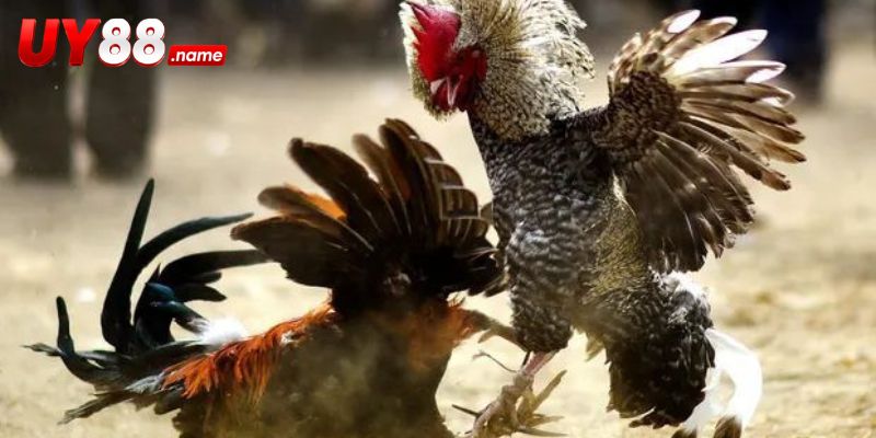 Đá Gà Cựa Nhật khác biệt ở cấu trúc cựa và nhịp va chạm