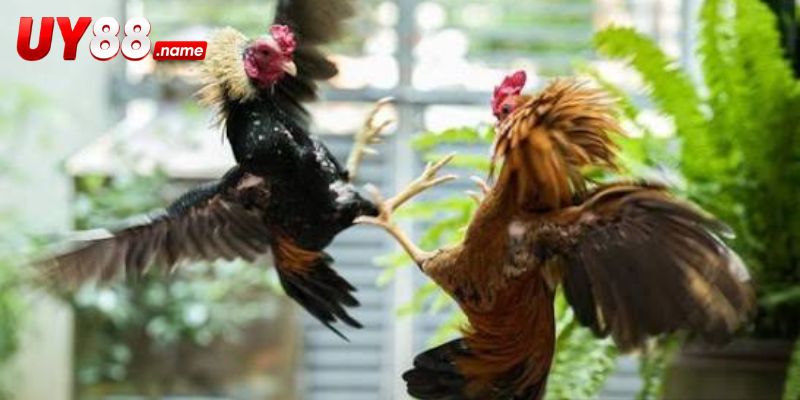 Tỷ lệ Griffin Claret được cập nhật từ trước trận đến live