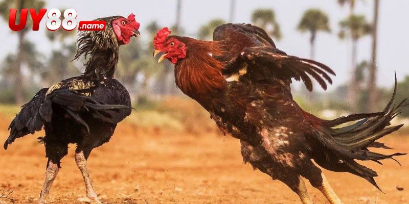 Đá Gà Tre Mỹ: Đặc Điểm Thi Đấu Và Nhịp Ra Đòn Nhanh Mạnh